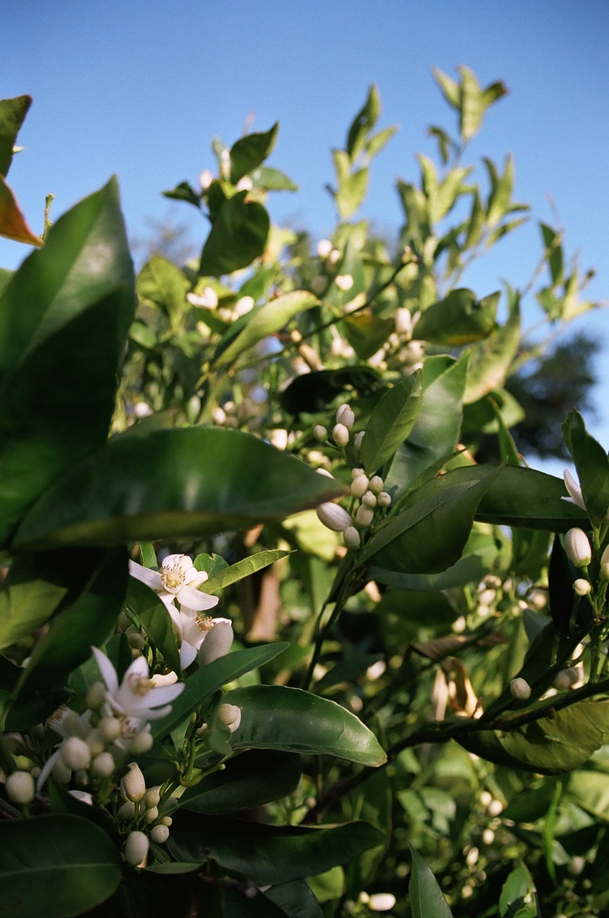 Distilling Orange Blossoms