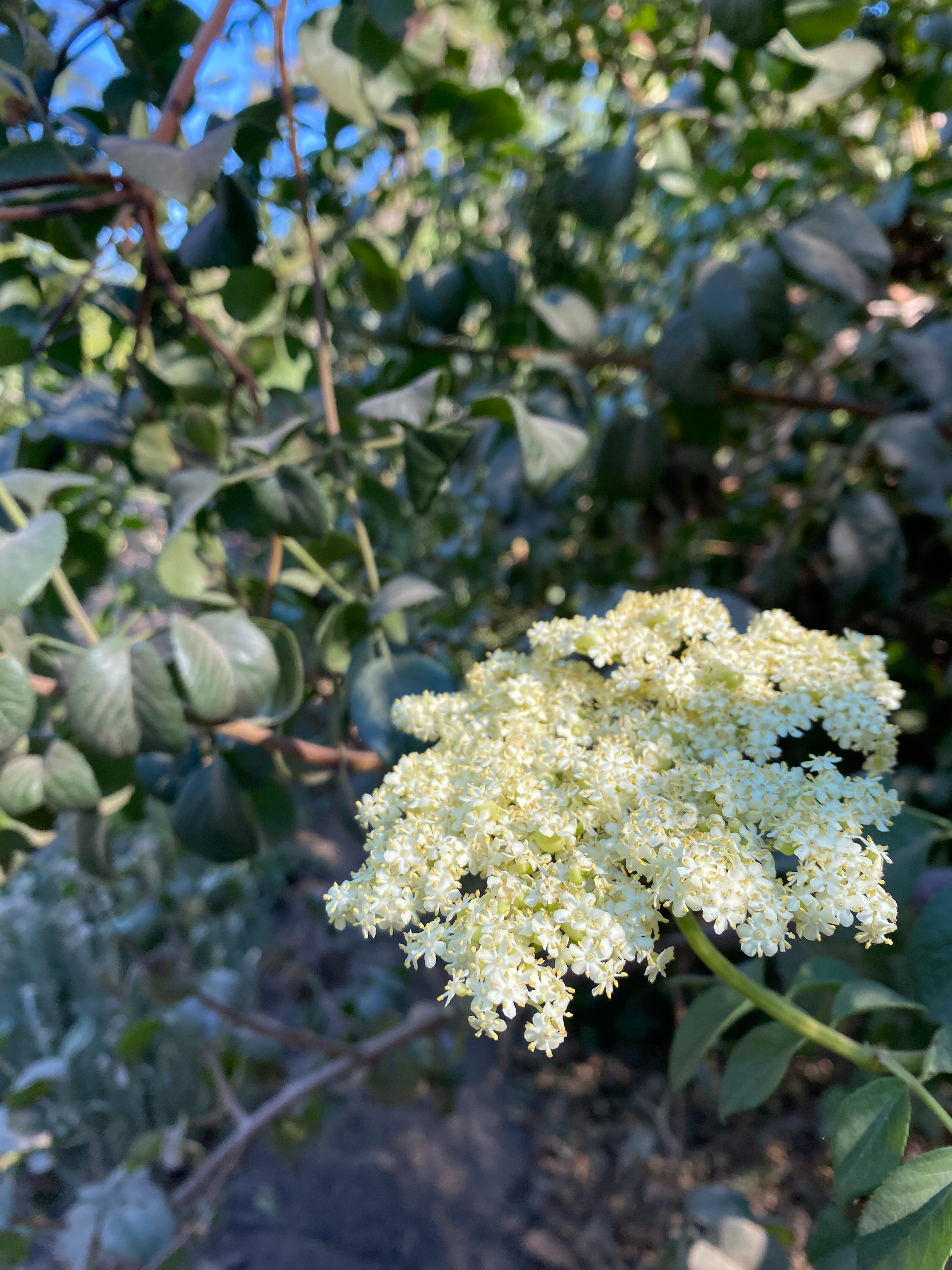 Canyon Honey-Elderflower Cordial